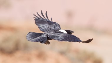 Alaca karga (Corvus albus)