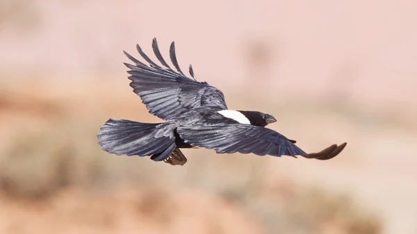Bonte kraai (Corvus albus) — Stockfoto