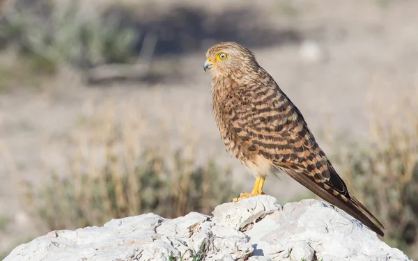 Боривітер більшої (falco rupicoloides) — стокове фото