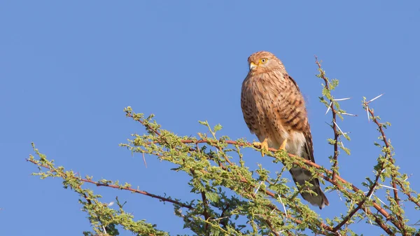 Gheppio maggiore (Falco rupicoloides ) — Foto Stock