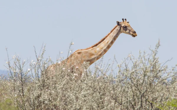 Zürafa, etkin, Namibya — Stok fotoğraf