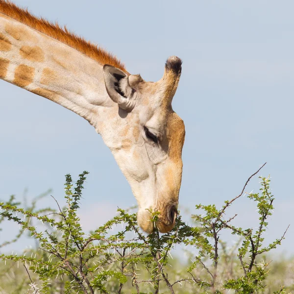 Żyrafa w etosha namibia — Zdjęcie stockowe