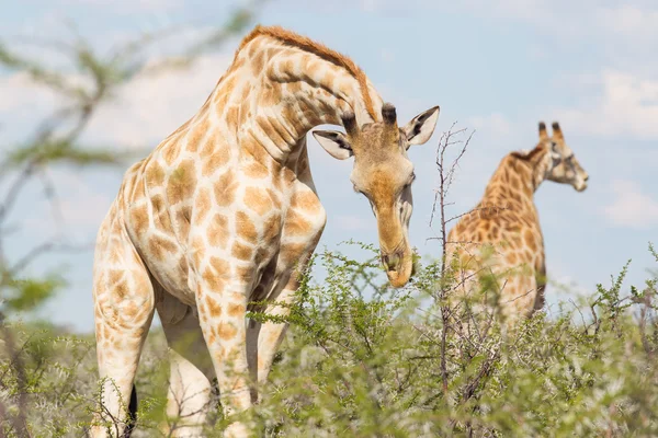 Żyrafa w etosha namibia — Zdjęcie stockowe