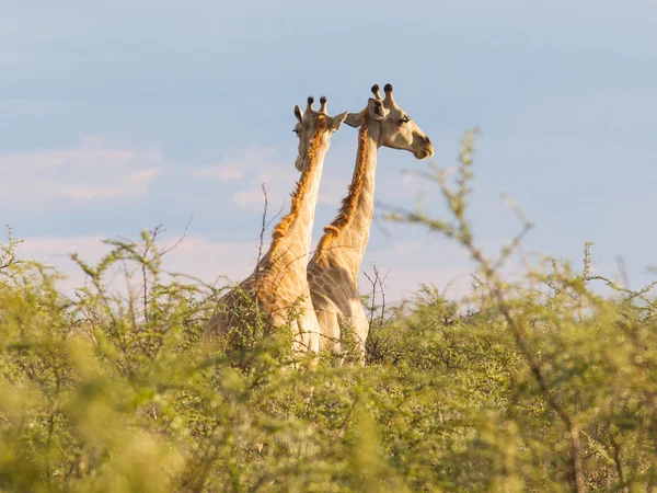 Girafes en Etosha, Namibie — Photo