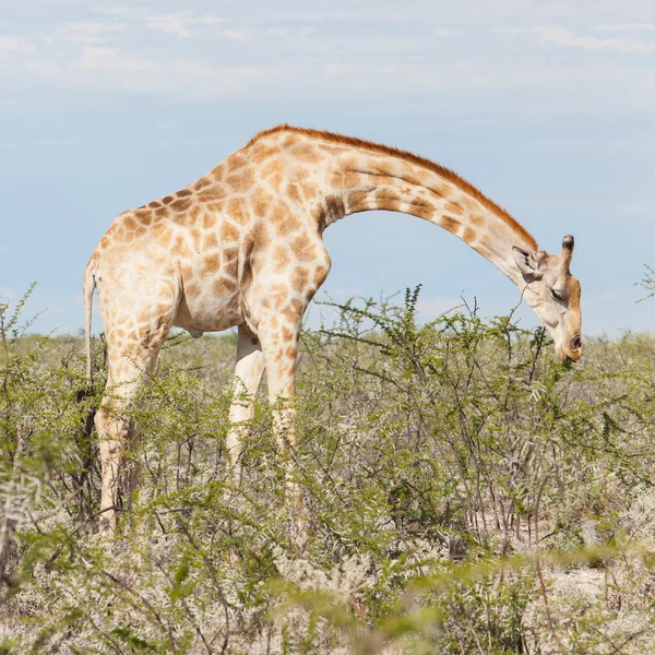 Jirafa en Etosha, Namibia —  Fotos de Stock