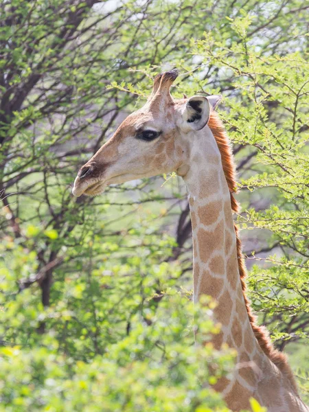 Jirafa en Etosha, Namibia —  Fotos de Stock