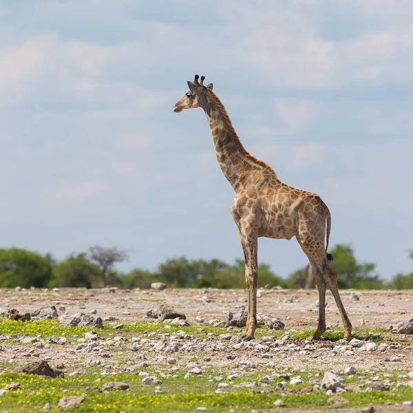 Giraffe in Etoscha, Namibia — Stockfoto