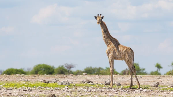 Zürafa, etkin, Namibya — Stok fotoğraf