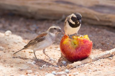 iki cape serçe (passer melanurus)