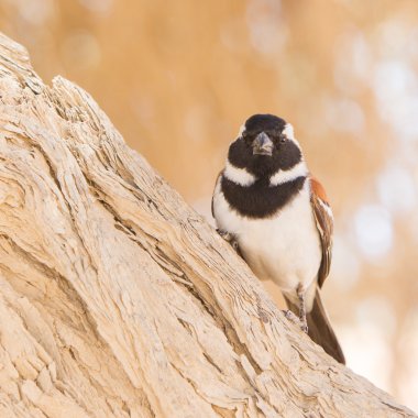 Pelerin serçesi (Passer melanurus)