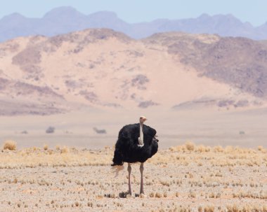 namib çölü yürüyerek erkek deve kuşu