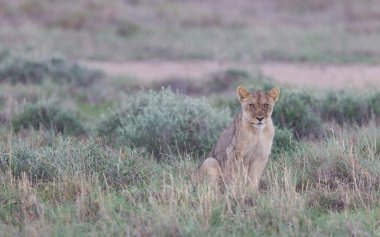 etkin yağmurlu ovalarında yürüyen aslan