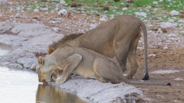 etkin yağmurlu ovalarında yürüyen aslan