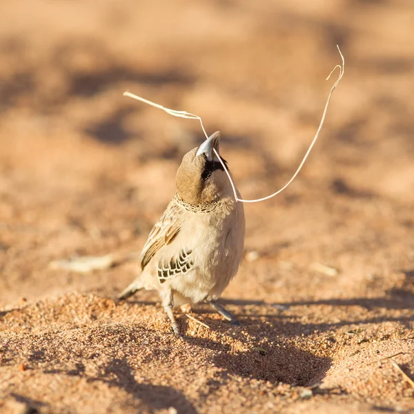 Wróbel przylądkowy (Pasażer melanurus) — Zdjęcie stockowe