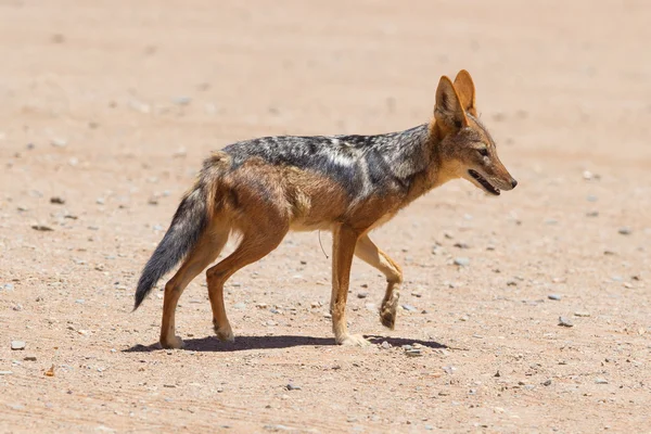 Black-backed jackal in african desert — Stock Photo, Image