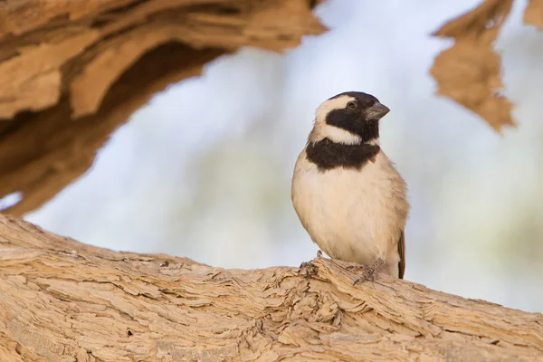 Pelerin serçesi (Passer melanurus) — Stok fotoğraf