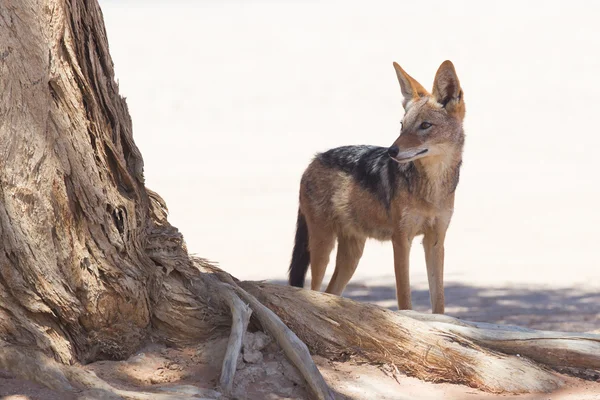 Chacal de apoio negro no deserto africano — Fotografia de Stock