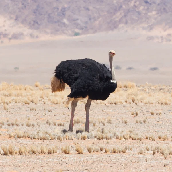 Pštrosí samec procházky v poušti Namib — Stock fotografie