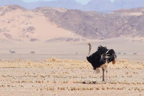 Avestruz macho caminhando no deserto do Namib — Fotografia de Stock