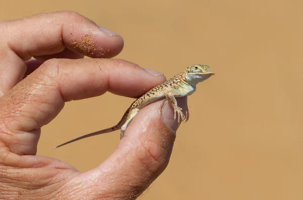Pá Snouted Lizard (Aporosaura anchietae) em uma mão — Fotografia de Stock