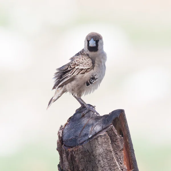 Pelerin serçesi (Passer melanurus) — Stok fotoğraf