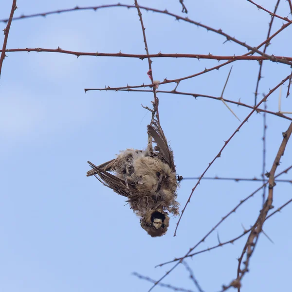 Deaceased mys sparrow (passer melanurus) — Stock fotografie