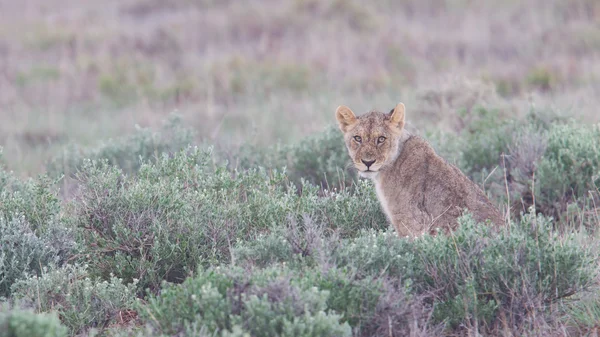 Leão caminhando nas planícies chuvosas de Etosha — Fotografia de Stock