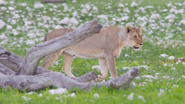 Leeuw wandelen op de regenachtige vlakten van etosha — Stockfoto