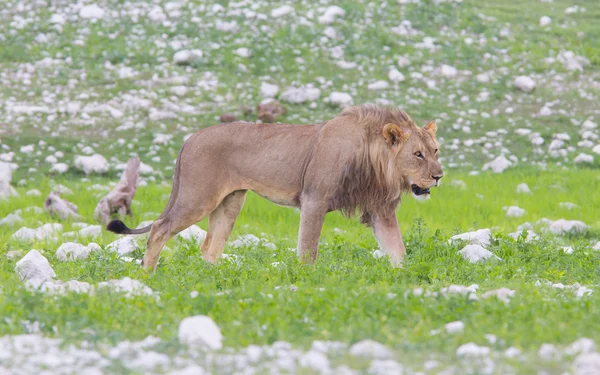 Λιοντάρι περπάτημα στις βροχερές πεδιάδες της etosha — Φωτογραφία Αρχείου