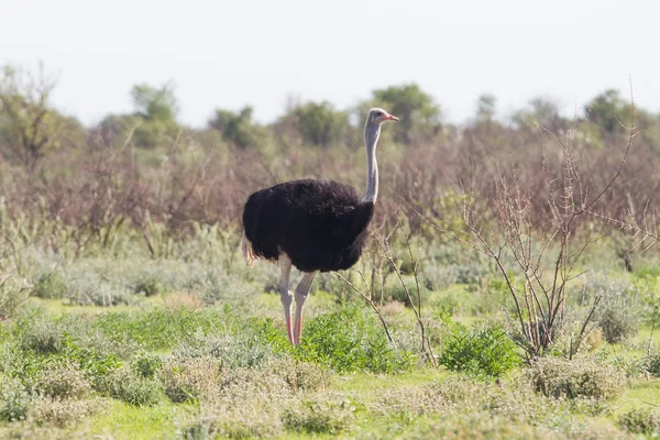 Etkin ulusal parkta yürüyen dişi deve kuşu — Stok fotoğraf