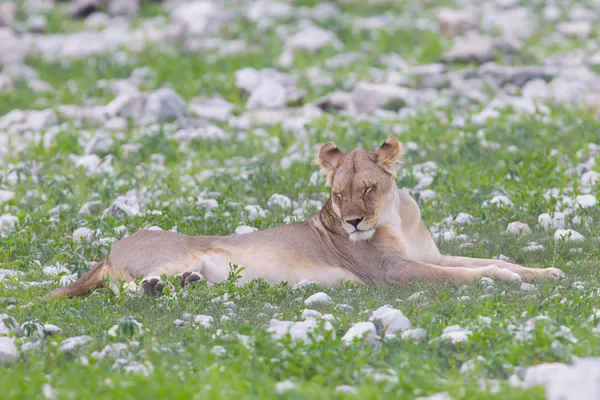 Leeuw wandelen op de regenachtige vlakten van etosha — Stockfoto