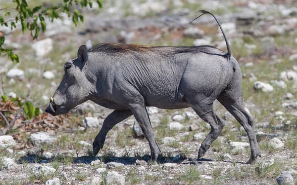 Warthog caminando en el Parque Nacional Etosha — Foto de Stock