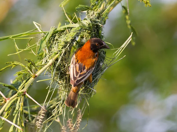 Roter Bischof mit Nestbau beschäftigt — Stockfoto