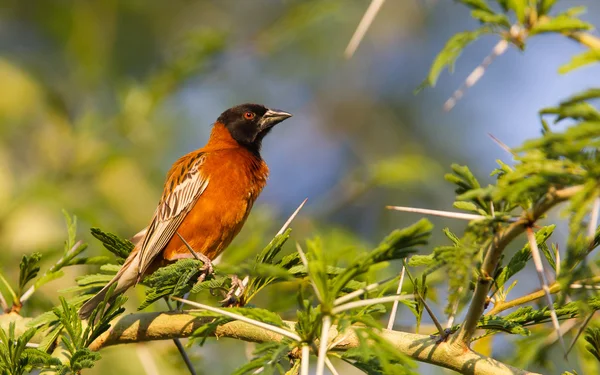 Southern Red Bishop busy building a nest — Stock Photo, Image