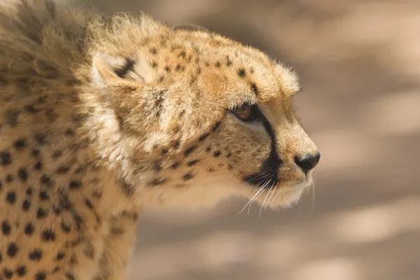 CLose-up di un ghepardo selvatico — Foto Stock