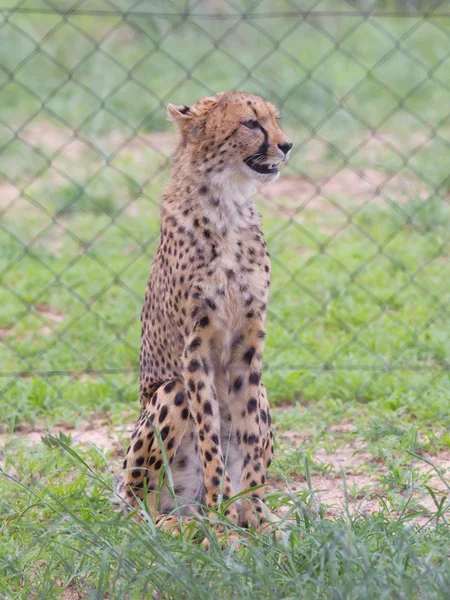 Cheetah i fangenskap – stockfoto