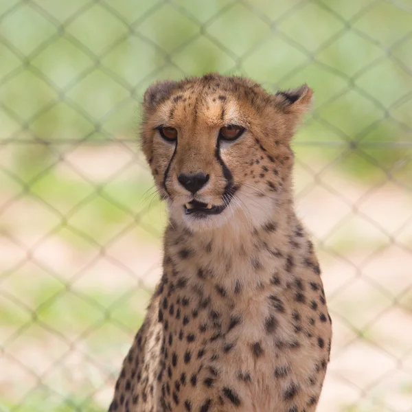 Cheetah in captivity — Stock Photo, Image