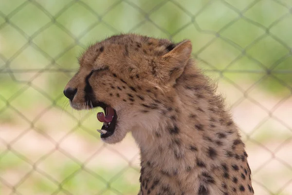 Cheetah in captivity — Stock Photo, Image