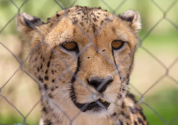 Cheetah in captivity — Stock Photo, Image