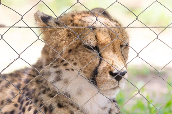 Cheetah i fangenskap – stockfoto
