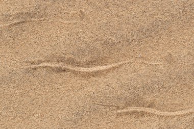 Sidewinding snake tracks across the sand clipart