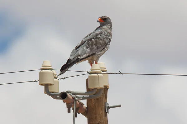 Pale-Chanting Goshawk resting on a pole — Stock Photo, Image