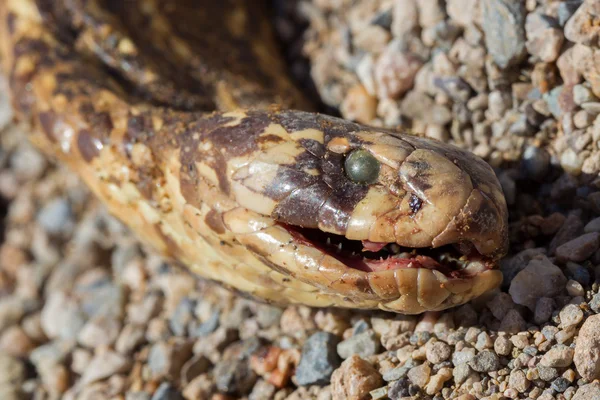 Roadkill - boynuzlu engerek yılanı bir çakıl yol üzerinde — Stok fotoğraf