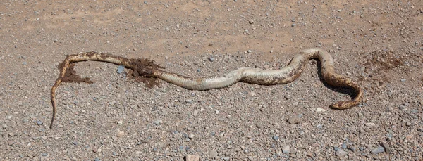Roadkill - rohaté zmije hada na štěrkové cestě — Stock fotografie