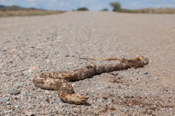 Roadkill - rohaté zmije hada na štěrkové cestě — Stock fotografie