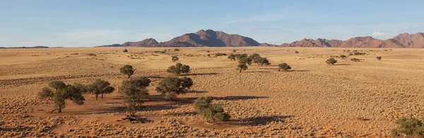 Paysage désertique avec des herbes, des dunes de sable rouge et une Aca africaine — Photo
