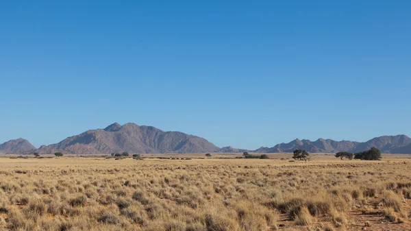 Yatay, otlar, kırmızı kum tepeleri ve Afrika aca çöl — Stok fotoğraf