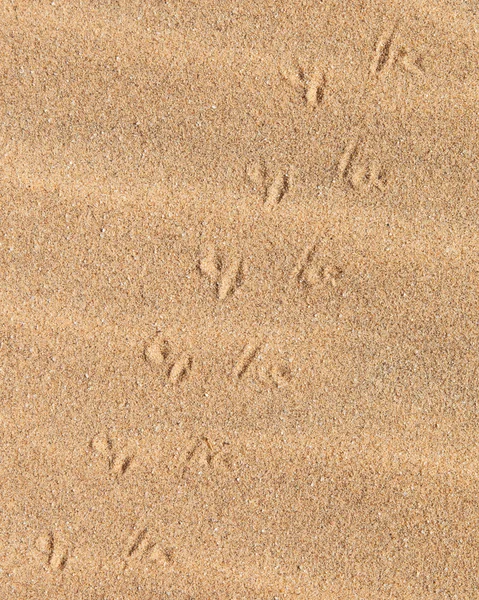 Hagedis sporen in het zand — Stockfoto