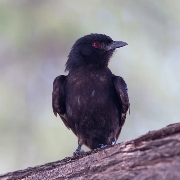 Drongo de cola de tenedor — Foto de Stock