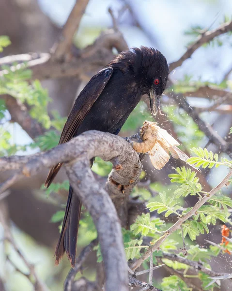 Πιρούνι-tailed drongo που τρώνε ένα μεγάλο έντομο — Φωτογραφία Αρχείου